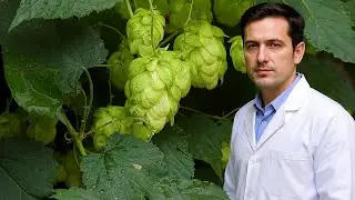 El l&uacute;pulo (Humulus lupulus) &iquest;Un secreto oculto para favorecer un sue&ntilde;o natural?