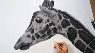 Drawing Giraffe 😍 Timelapse