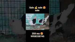 sale 💰 350😍 ma kabutar free home delivery 🚚 #whatsapp #kabutar #video🕊️ #viral🔥 #tranding #setup 💑