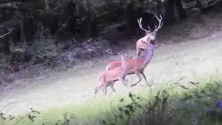 Charge d'un cerf sur un daguet 23/09/2015 NIKON P900