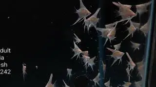Frozen Artemia feeding  - 7506019242