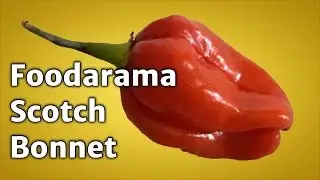 Foodarama Scotch Bonnet x Yellow Pixie pod test