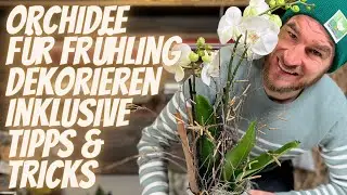 Phalaenopsis Orchidee weiss Frühlingshaft dekorieren inklusive Pflegetipps vom Blumenmann