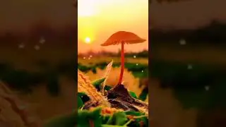 Beautiful Nature View #status #shorts #nature