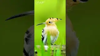 Eurasian Hoopoe Bird | Nature's Crowned Jewel 👑 #shorts #birds #wildlife