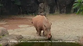 Baltimore Zoo Virtual Tour
