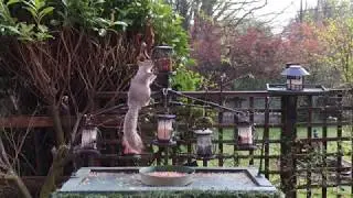 Bird Table Uk Shropshire Live Stream 250