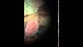 Scale insect