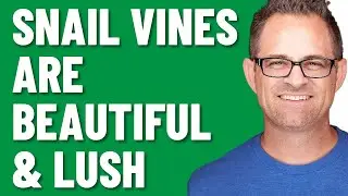 Snail Vines Are Thick & Lush Vines in AZ