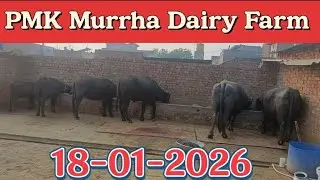 PMK Murrha Dairy Farm is live 18-01-2026