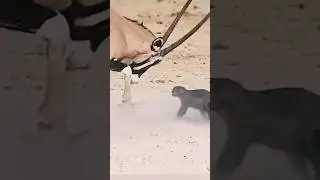 TEJON DE LA MIEL enfrenta a un ANT&Iacute;LOPE 🦡