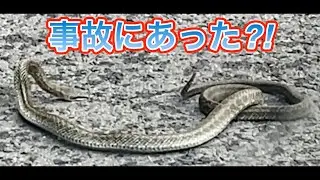 何かに踏まれた青大将