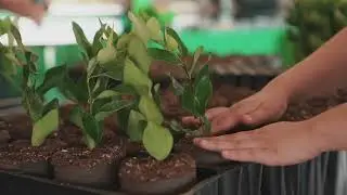 Air Tray Technologies in 20 seconds