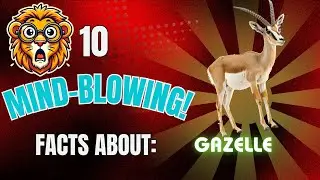 10 Mind Blowing Facts About The Gazelle!