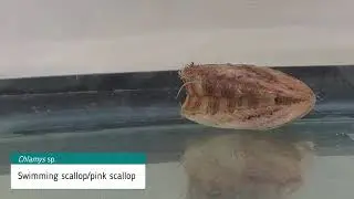 BMSC Live Local Species Highlights: the Swimming Scallop!