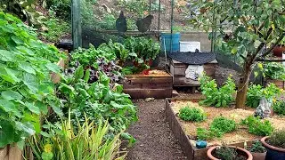 How I Fix a Muddy, Smelly Chicken Pen After Rain (No Wood Chips)