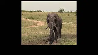 Elephant Beauty treatment     #wildlife #elephant