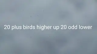 The Highflyer Pigeon Experience Is Addictive  #pigeons #highflyers #loft #birds #training #fun #eggs