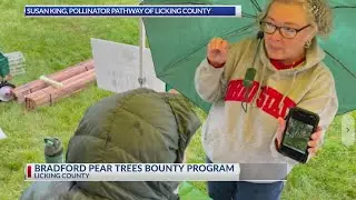 Wanted: Licking County organization puts a &lsquo;bounty&rsquo; on Bradford pear trees