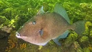 Duiken in Nederland,Grevelingen,Grijze trekkervis,Grey triggerfish,Balistes caprisus