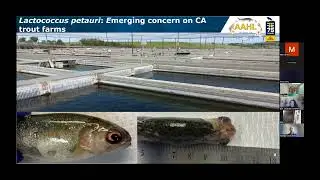AFS-FHS Fish Health Seminar - Dr. Yoandy Coca (7/24/25)