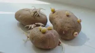 Choosing Healthy Seed Potatoes and the Importance of Chitting