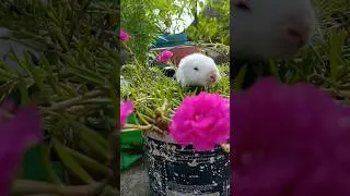 Cute Rabbit !! #ytshorts #youtubeshorts #rabbit #viralshorts #ABvlogs #views