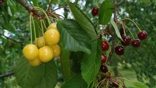 Colorful Cherry varieties (Prunus avium)