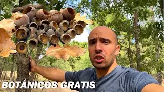 RECOLECTANDO BOTÁNICOS NATURALES PARA MIS ACUARIOS