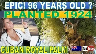 🇦🇺🌴💡 96 YO! OLDEST CUBAN ROYAL PALM TREE 