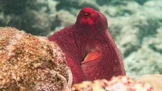 Snorkeling Reethi Faru House Reef