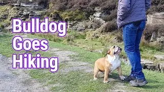 Peak District Hiking - English Bulldog Peppa Walks With Us
