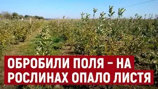 У селі Костирка на Херсонщині селяни втратили врожай городини через обробку полів з літака