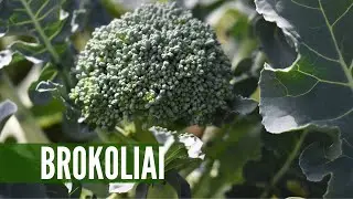 Brokolių auginimas nuo sėklų - išbandykite ir patys!
