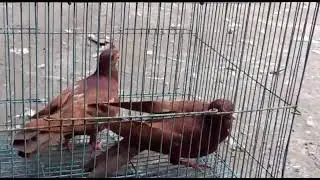 Carneau Pigeon