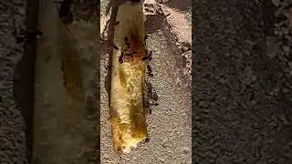 Ants vs chicken bone 🐜🍖 #shorts #shortfeed #insects #ants #nature