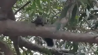 Squirrel sitting in a tree making a weird barking noise | CONTENTbible