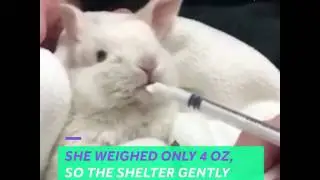 An Easter story about a little bunny that could