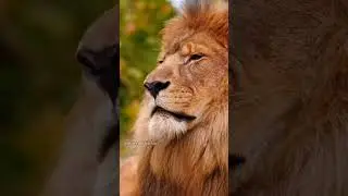 #Motivation #power #lion #motivation #psychology