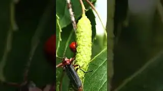 #успокаивающая_музыка #insects #nature #garden #relaxing #relax #asmr