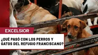 &iquest;D&oacute;nde est&aacute;n todos los animales que sacaron del Refugio Franciscano?