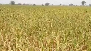 Jowar farming in one of my 10 acre land in Nagar District of Maharashtra