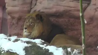 Tiere im Winter: Berberl&ouml;we