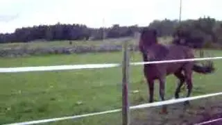 Crazy stallion
