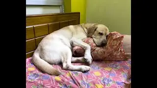 Veteran Champion Pets life || 12 Years Labrador and Golden Retriever || Old Age Dog care