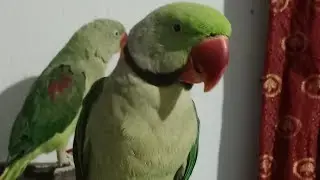 #indianringneckparrots #bluechicken#playingmode#cutenessoverloaded #mybaby