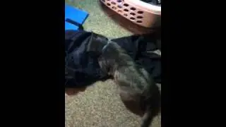 Trouble loves Julie's pants
