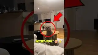 This Cat&rsquo;s Reaction Will Make You Cry Laughing 🤣💨#shorts #funny #animals