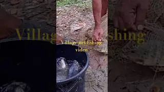 Nice fish catch by cast net in pond #fishing #trending #foryou #fish #fyp #shorts #short #shortvideo