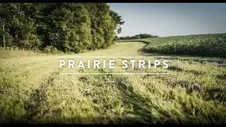 The Power of Field Buffer Strips